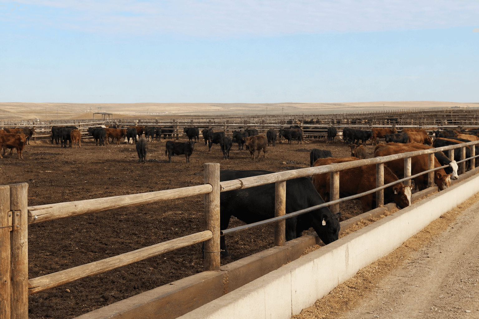 Midwest Cattle Feedlot cover
