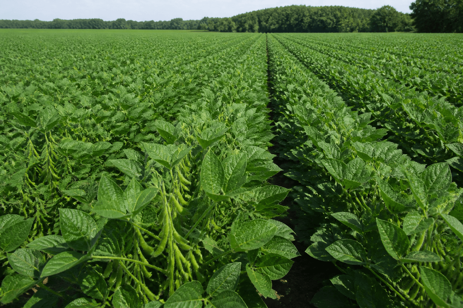 Soybean Production cover