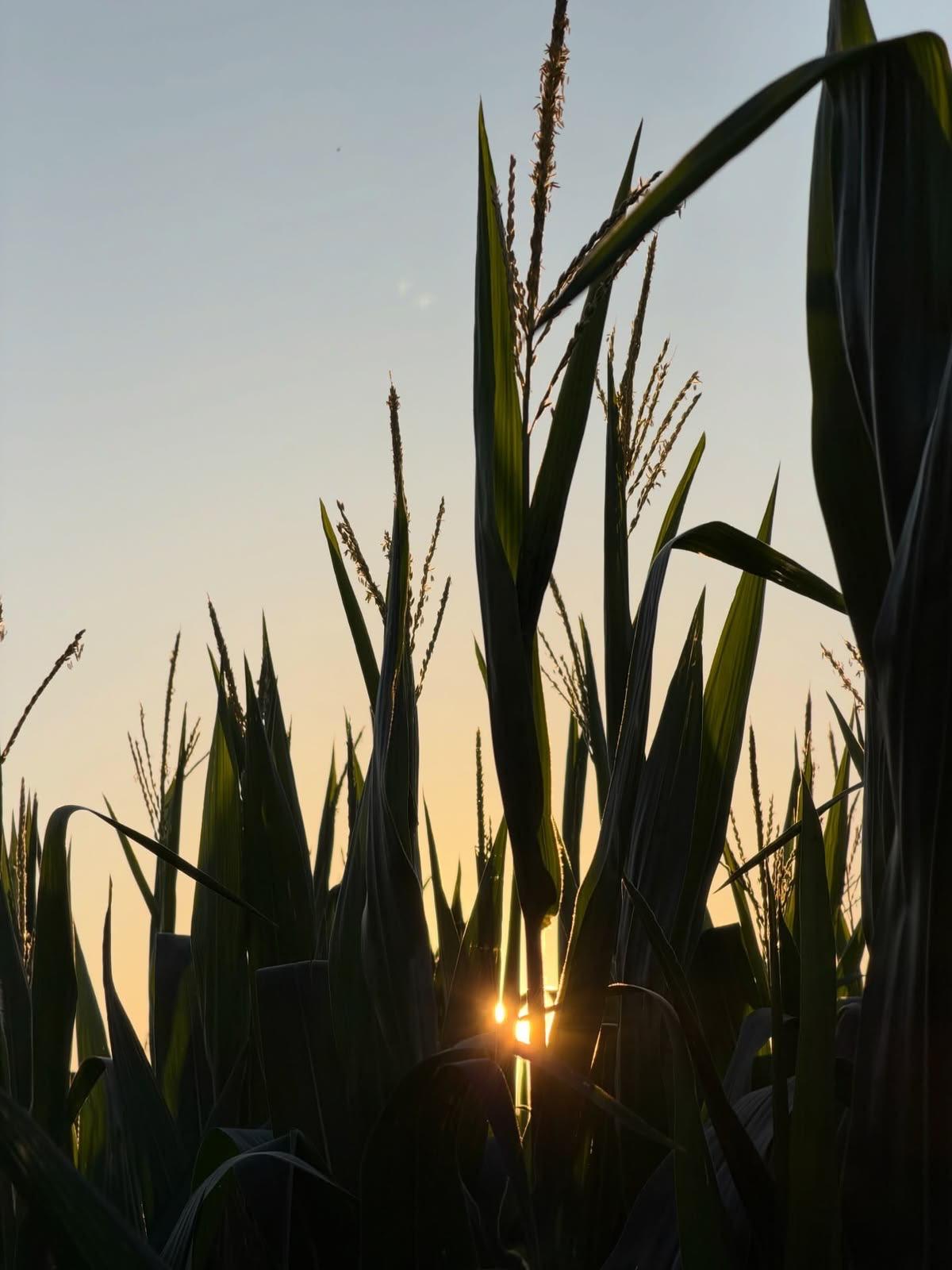 Cornfield at sunrise