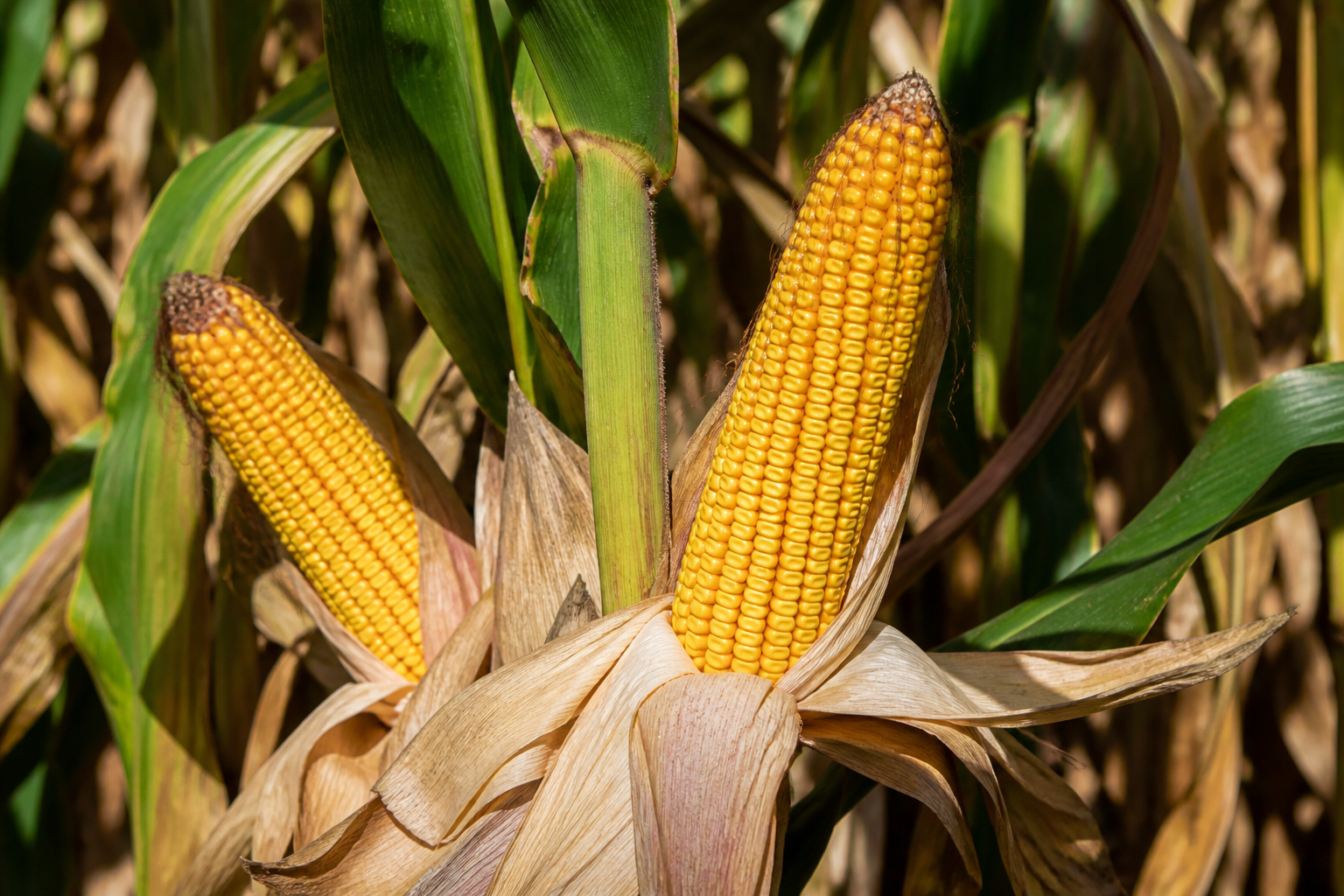 Ripe field corn on the stalk