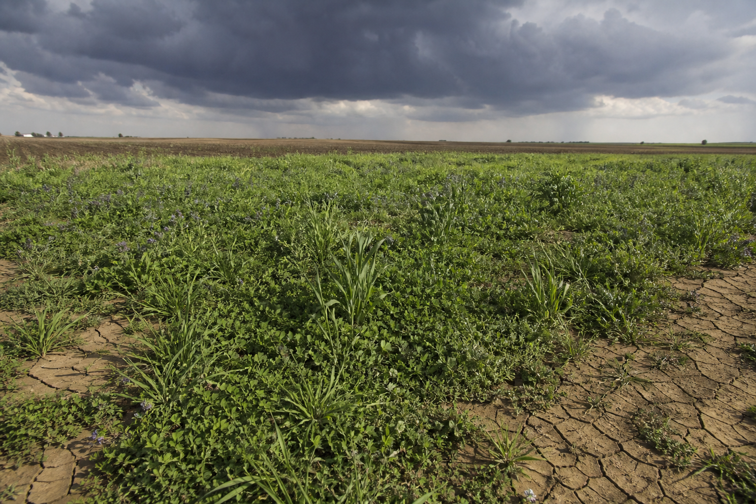 Cover crops protecting a drought-resilient field