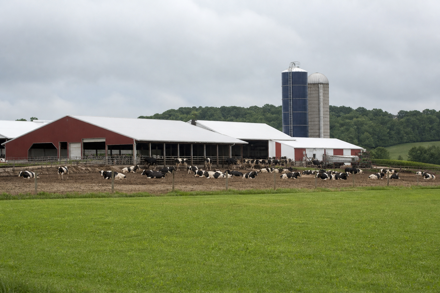 Dairy Herd Expansion