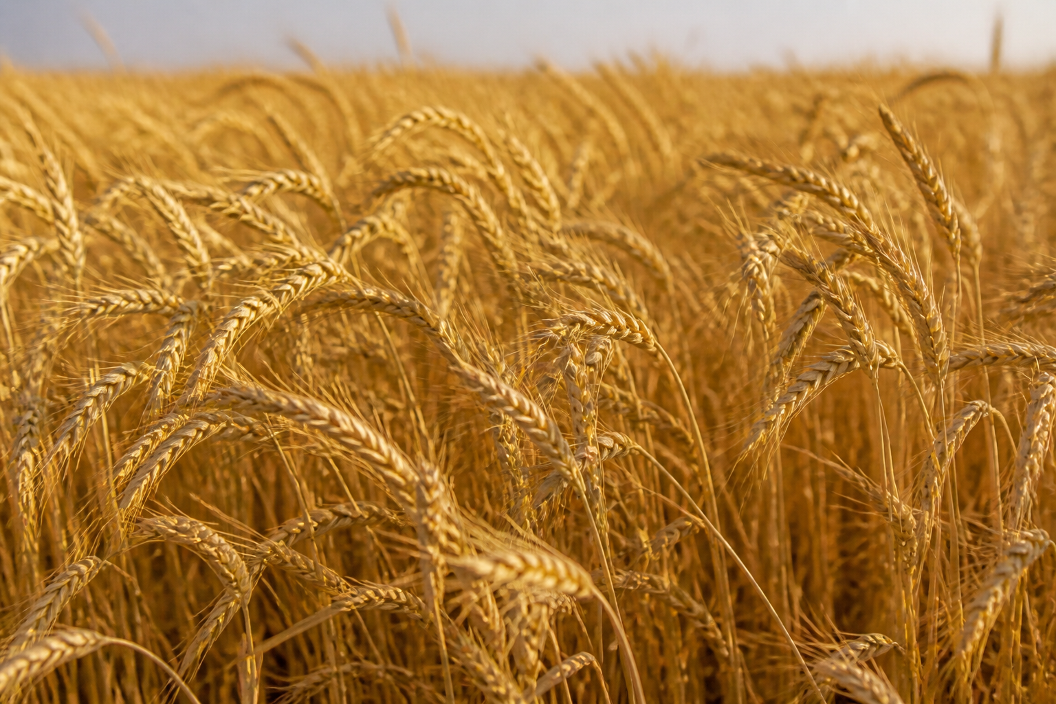 Wheat Production